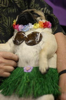 Aloha, one too many...